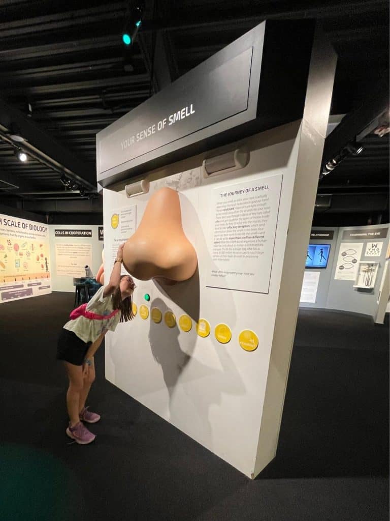 A girl is interested at a Syracuse science museum looking into a giant nose exhibit about smell. A girl looks into the underside of a giant nose hanging on an exhibit wall under the sign titled Your Sense of Smell.